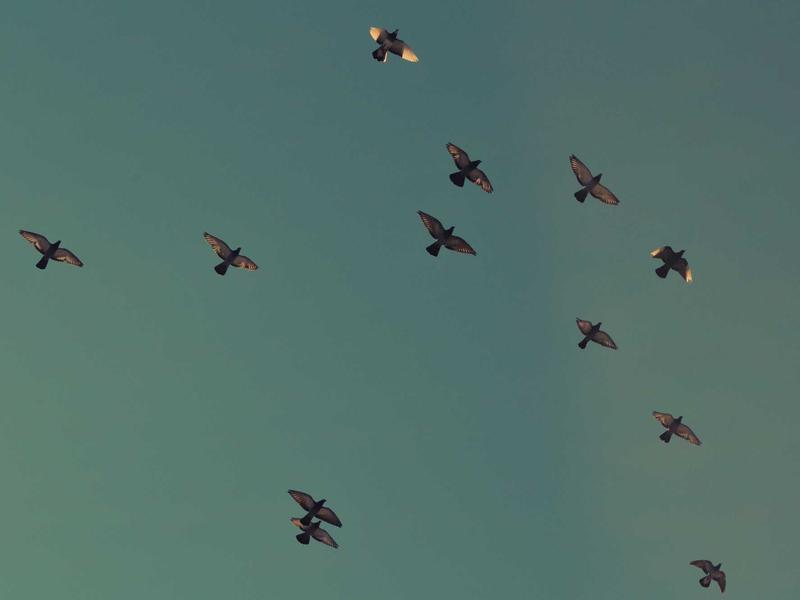 素材方舟<br>4K 无水印资源批量下载